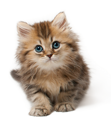 小猫