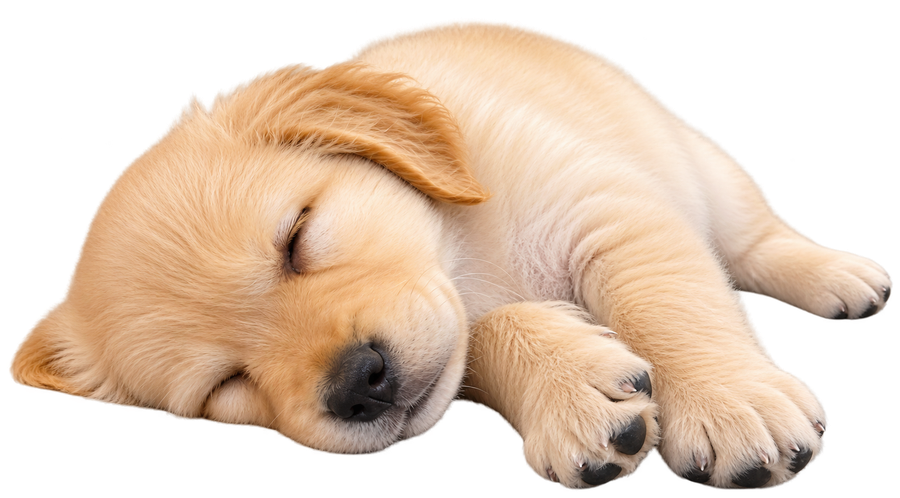侧躺安睡的金毛幼犬